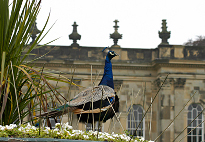 Peacock in the gardens Peacock in the gardens