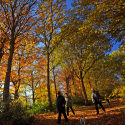 Woodland walks Woodland walks